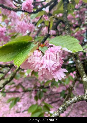Gros plan de fleurs roses. Matin de printemps à Gand, Belgique Banque D'Images