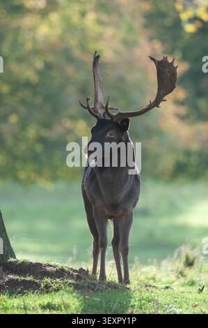 Cerf dama Dama dama, mâle, forme sombre, debout dans une clairière forestière. Octobre. Banque D'Images