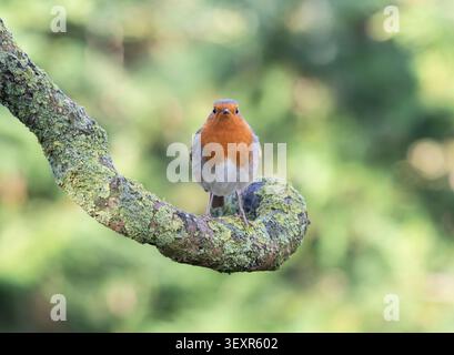 robin Erithacus rubecula européen, regardant la caméra, perché sur une branche couverte de lichen. Janvier. Banque D'Images