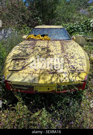 PEGO, ESPAGNE - 21 mai 2026.Une Chevrolet Corvette jaune vintage se trouve dans la nature, couverte de fleurs violettes tombées et entourée de plantes envahies. Banque D'Images