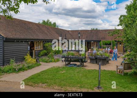 Castle Farm, Shoreham, KENT - champs de lavande en été 2026 Banque D'Images