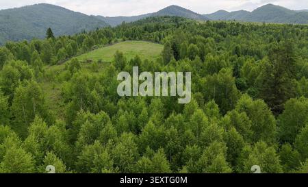 Paysage de montagne boisé aérien avec Meadow Clearing. Vue aérienne de la forêt verte dense couvrant les collines de montagne vallonnées, avec une clairière de prairie et Banque D'Images