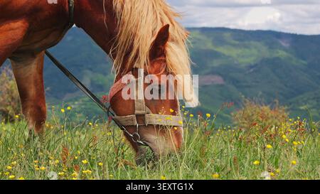 Chestnut Horse pâture dans Mountain Meadow. Cheval châtaignier avec une crinière blonde pèle parmi les fleurs sauvages jaunes dans un pré de montagne vert. Banque D'Images