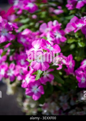 Un amas vibrant de fleurs de pervenche rose avec des centres blancs brillants fleurissant dans un lit de jardin ensoleillé. Banque D'Images