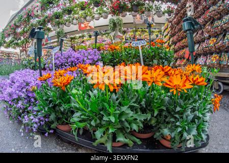 Amsterdam, pays-Bas. 22 juin 2014, Amsterdam Bloemenmarkt présentant des fleurs et des bulbes colorés en fleurs Banque D'Images