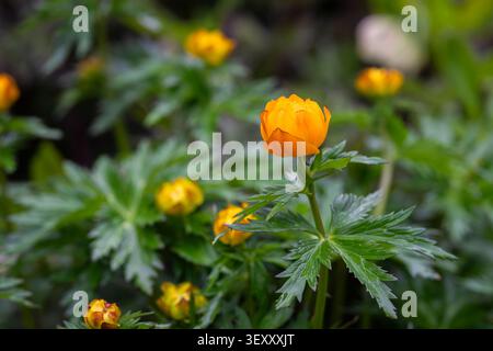 Globules orange vif (Trollius europaeus) fleurissant dans une prairie printanière luxuriante, capturés avec une lumière naturelle douce et une faible profondeur de champ. Banque D'Images
