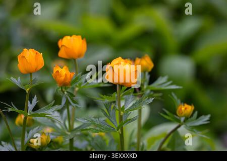 Globules orange vif (Trollius europaeus) fleurissant dans une prairie printanière luxuriante, capturés avec une lumière naturelle douce et une faible profondeur de champ. Banque D'Images