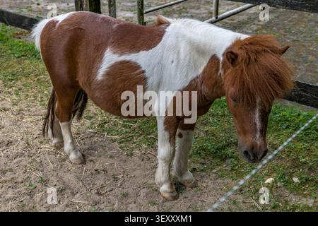 Vue rapprochée à angle élevé d'un petit poney pie brun et blanc debout près d'une clôture en bois. Banque D'Images