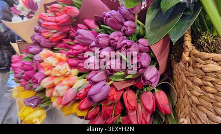 Affichage vibrant de tulipes fraîchement coupées dans différentes couleurs mettant en valeur la beauté florale et le charme de la nature Banque D'Images