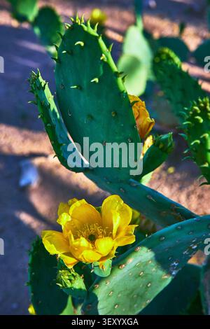 Cactus figue de Barbarie avec fleur jaune en gros plan dans le jardin du désert Banque D'Images
