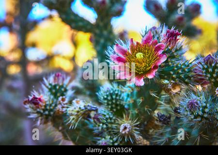Gros plan d'une fleur de cactus en bourgeon avec des coussinets épineux et un jardin désertique coloré Banque D'Images