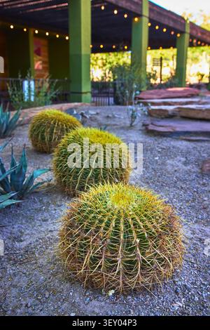 Jardin de cactus en tonneau avec paysage désertique ensoleillé et pavillon extérieur Banque D'Images