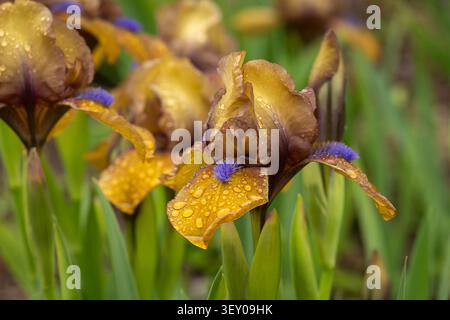 Gros plan de fleurs d'iris barbu doré « Gingerbread Man » recouvertes de gouttes de pluie fraîches, fleurissant dans un jardin printanier au feuillage vert éclatant. Banque D'Images