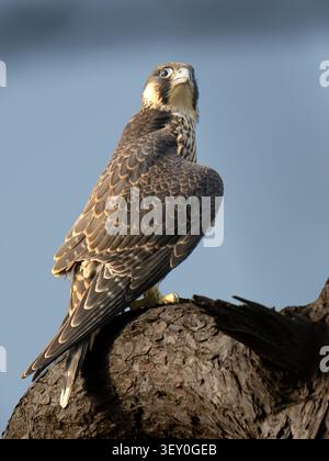 Juvénile pèlerin perché dans un arbre Royaume-Uni [ Falco peregrinus] Banque D'Images