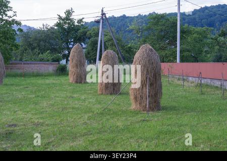 Meules de foin traditionnelles séchant sur une prairie dans un village des Carpates avec des maisons rurales, des forêts et un paysage montagneux en été. Banque D'Images