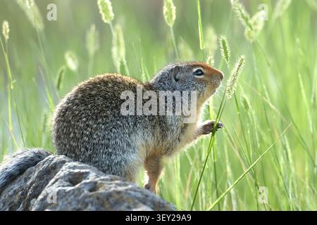 Un écureuil terrestre colombien assis sur un rocher attrape une grande plante au Turnbull Wildlife refuge à Cheney, Washington. Banque D'Images