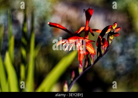 Chasmanthe floribunda est une espèce de plante à fleurs de la famille des iris connue sous le nom commun de drapeau africain. Banque D'Images