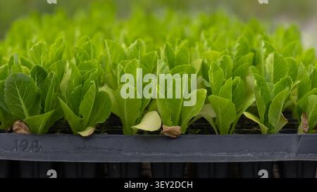 Semis de laitue poussant dans un plateau de pépinière de plantes montrant de jeunes plantes saines Banque D'Images