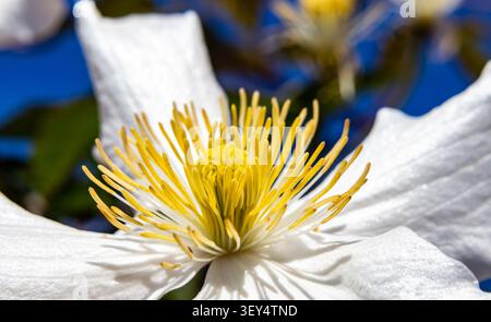 Fleur Clematis avec pétales blancs et étamines jaune vif Banque D'Images