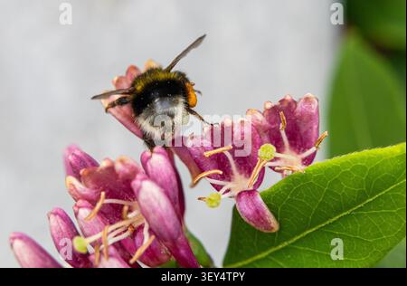 Bourdon cueillant le pollen de fleurs de chèvrefeuille rose avec feuille verte Banque D'Images