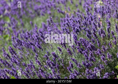Une masse de fleurs de lavande, juin 2026 Banque D'Images