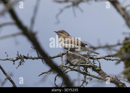 Wendehals, Jynx Torquilla, Eurasian Wryneck, Wryneck, Torcol fourmilier Banque D'Images