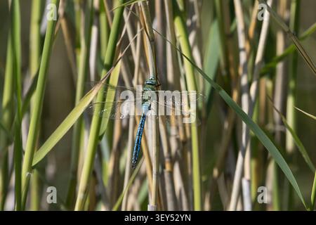 Große Königslibelle, grosse Königslibelle, grosse Königs-Libelle, Männchen, Anax imperator, Emperor Dragonfly, mâle, L'Anax empereur, Edellibelle, AES Banque D'Images