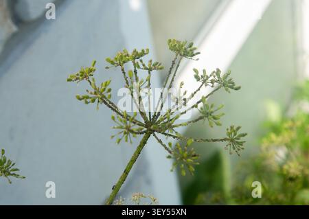 Une macro-photo détaillée d'une plante verte avec une structure de fleur d'ombel et de petits bourgeons. L'arrière-plan est un environnement doux, flou, bleu clair et vert Banque D'Images
