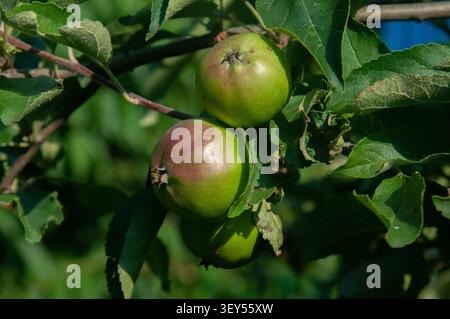 Gros plan de plusieurs pommes vertes et rougeâtres poussant sur une branche aux feuilles vertes luxuriantes dans un jardin extérieur ou un verger. Banque D'Images