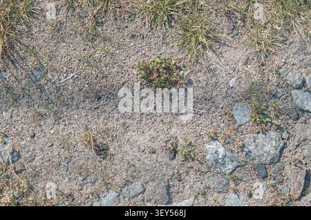 Une vue rapprochée du sol sec et sablonneux avec de petites roches éparpillées, des parcelles d'herbe et de minuscules plantes vertes poussant dans un environnement difficile. Banque D'Images
