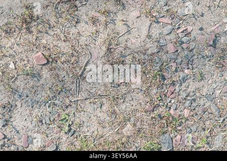 Une vue rapprochée en grand angle de sols secs et sablonneux mélangés à des cailloux de différentes tailles, de petits rochers et des parcelles éparpillées de mauvaises herbes vertes et d'herbe séchée. S/O Banque D'Images