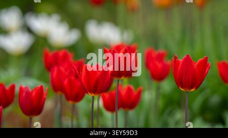 Tulipes rouges écarlate 'Duc van Tol' (Tulipa) fleurissant dans un jardin printanier, avec un bokeh doux, une lumière naturelle et des tulipes blanches floues en arrière-plan. Banque D'Images