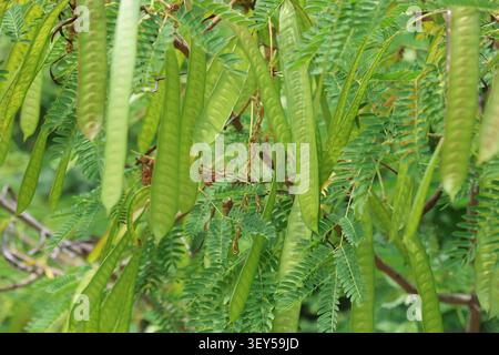 Les gousses de graines et le feuillage plumeux vert d'un arbre à plomb blanc (leucaena leucocephala) ramifient en gros Banque D'Images