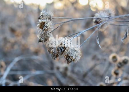 Gros plan de têtes de graines épineuses de plante Bur séchées sur une branche pendante avec fond neutre sous la lumière fraîche du matin d'automne. Banque D'Images