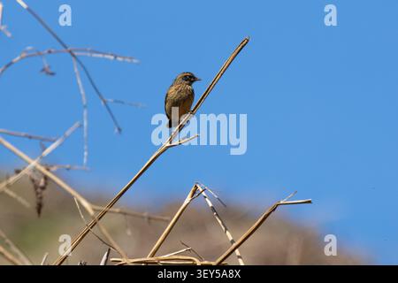Femelle Stonechat perché sur une brindille avec un fond de ciel bleu. Banque D'Images