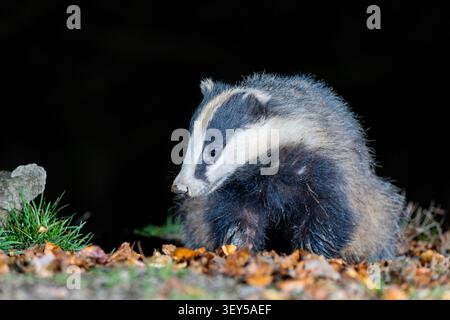 Blaireau Meles meles ; Royaume-Uni ; Banque D'Images
