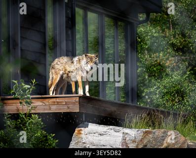 Loup debout sur une terrasse en bois à Polar Park en Norvège Banque D'Images