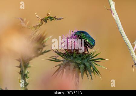 Rose Chafer sur Spiny Plumeless Thistle in Bloom Banque D'Images