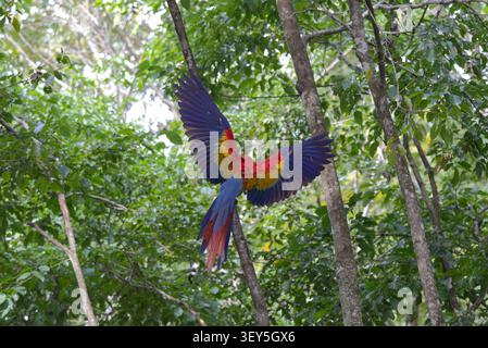 Un aras écarlate (Ara macao) arrive sur une branche d'arbre à Copan Ruinas, Honduras. Banque D'Images