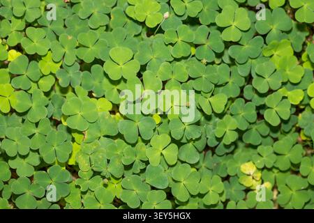 Oxalis Acetosella (Oseille des bois) luxuriante et verte recouvrant le sol de la forêt Banque D'Images