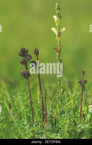 Roi Moor, Moorking, roi Moor Lousewort, roi Charles sceptre (Pedicularis sceptrum-carolinum), floraison et portant des fruits, composition, Allemagne, Bavar Banque D'Images