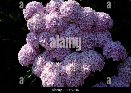 exposition de fleurs d'hortensia de mophead, sussex de l'est, royaume-uni Banque D'Images