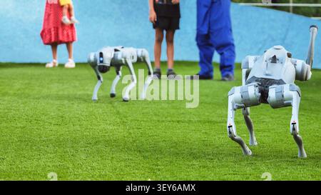 Compagnons de chien robot interagissant avec les gens sur gazon artificiel vert Banque D'Images
