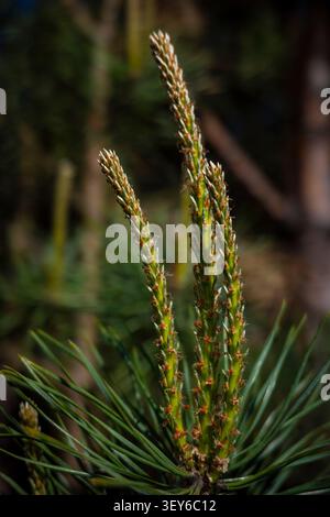 Plan macro de jeunes pousses de pin poussant verticalement dans une forêt d'été à feuilles persistantes. Concept : recherche botanique Banque D'Images