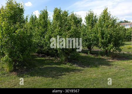 Rangée de jeunes arbres fruitiers taillés avec verrière verte compacte dans un verger ensoleillé, troncs visibles Banque D'Images