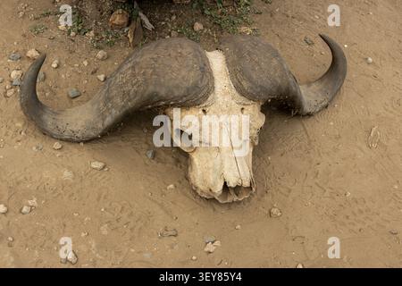 Crâne de buffle du Cap avec de grandes cornes reposant sur la terre dans le parc national de Tarangire Tanzanie Banque D'Images