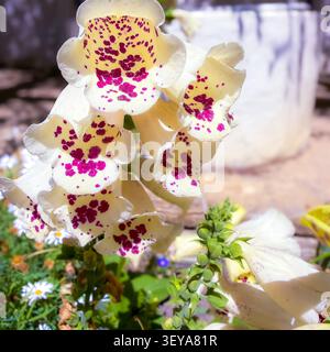 Gros plan macro d'une fleur d'orchidée blanche en fleurs avec des taches violettes éclatantes et des pétales délicats Banque D'Images