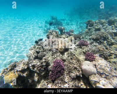 Récif corallien coloré avec des poissons tropicaux dans une eau turquoise cristalline Banque D'Images