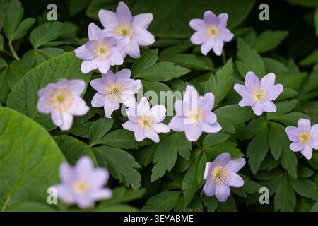 Gros plan d'Anemone nemorosa de lavande pâle 'Robinsoniana', fleurs d'anémone de bois qui fleurissent sur un sol boisé luxuriant au printemps. Banque D'Images