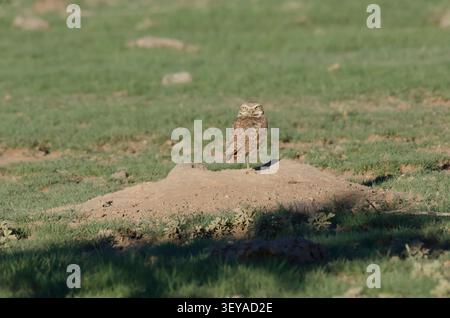 Chouette des terriers, Athene cunicularia, perchée sur un chien de prairie à queue noire, Cynomys ludovicianus, terrier Banque D'Images